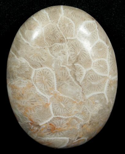 Polished Fossil Coral Cab - Indonesia #5994
